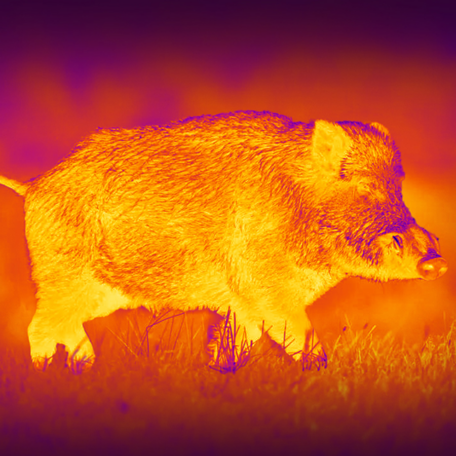 Wärmebild von Wildschwein